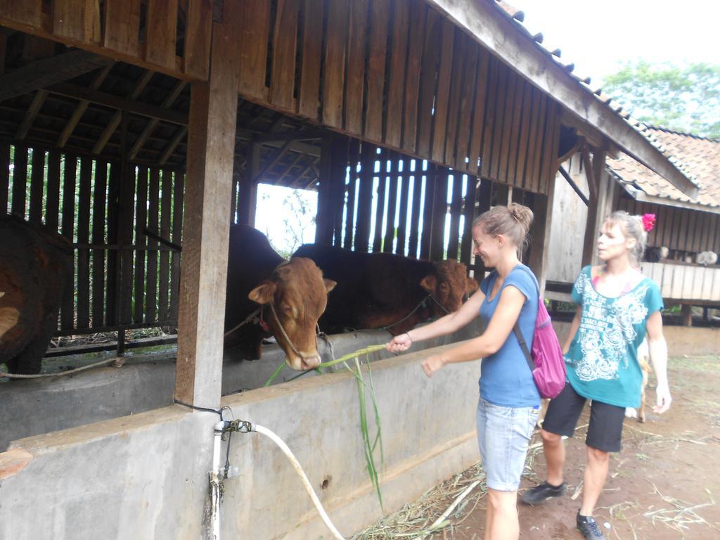 Ijen Bondowoso Home Stay Exteriér fotografie